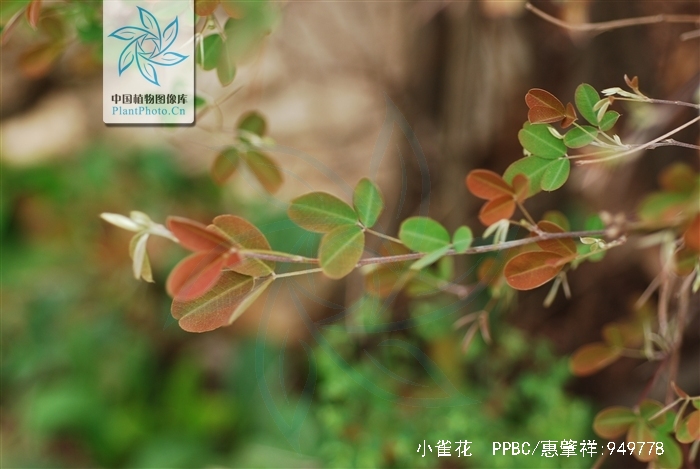  p>小雀花,是 a target="_blank" href="/item/豆科/3672199" data