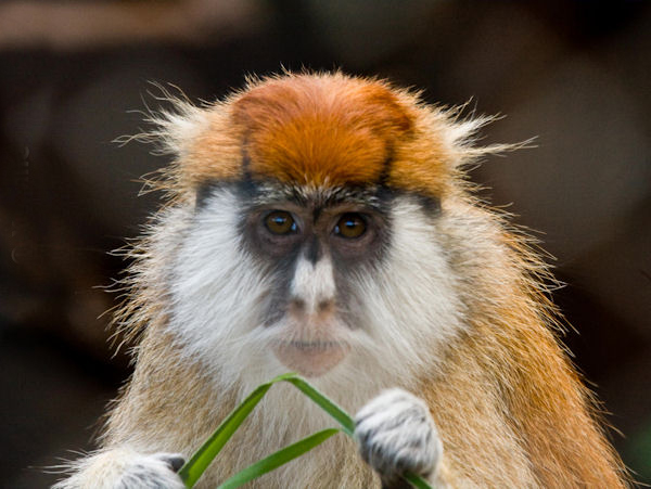  p>赤猴(学名: i>erythrocebus patas /i>),是分布在西非的一种 a