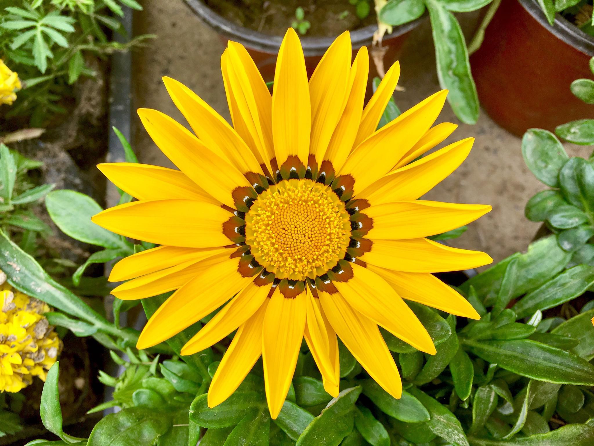  p>勋章菊(学名: i>gazania rigens /i> moench)是菊科,勋章菊属