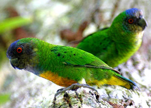  p>吉温侏鹦鹉(学名:micropsitta geelvinkiana)仅有2个亚种,是鹦鹉科