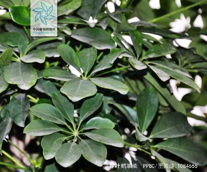 schefflera diversifoliolata