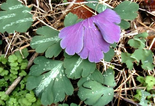 makino〕是毛茛科天葵属多年生小 a href="#">草本 /a>植物,块根长