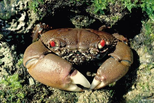  p>光手酋妇蟹因一对粗壮的螯脚表面光滑而得到「光手」这个名字,是