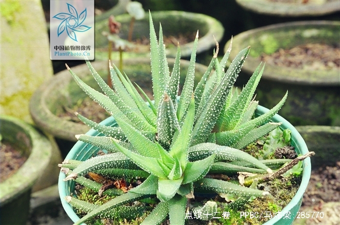  p>点纹十二卷(学名: i> /i> i>haworthia pumila  /i>(l.