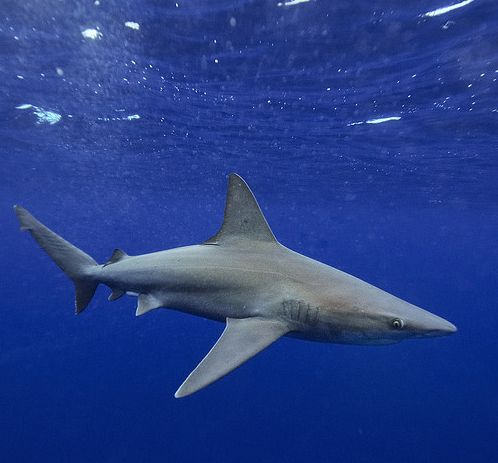 鲨鱼(学名: i>carcharhinus galapagensis /i>):又称直翅真鲨,体型