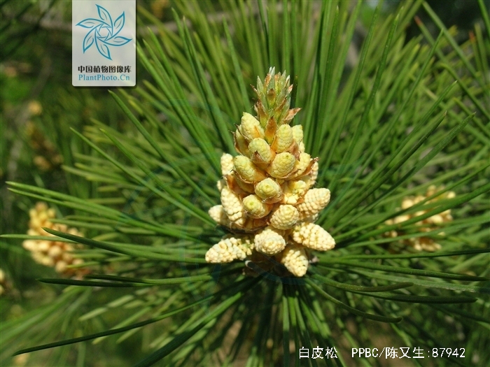 pinus bungeana zucc. ex endl.