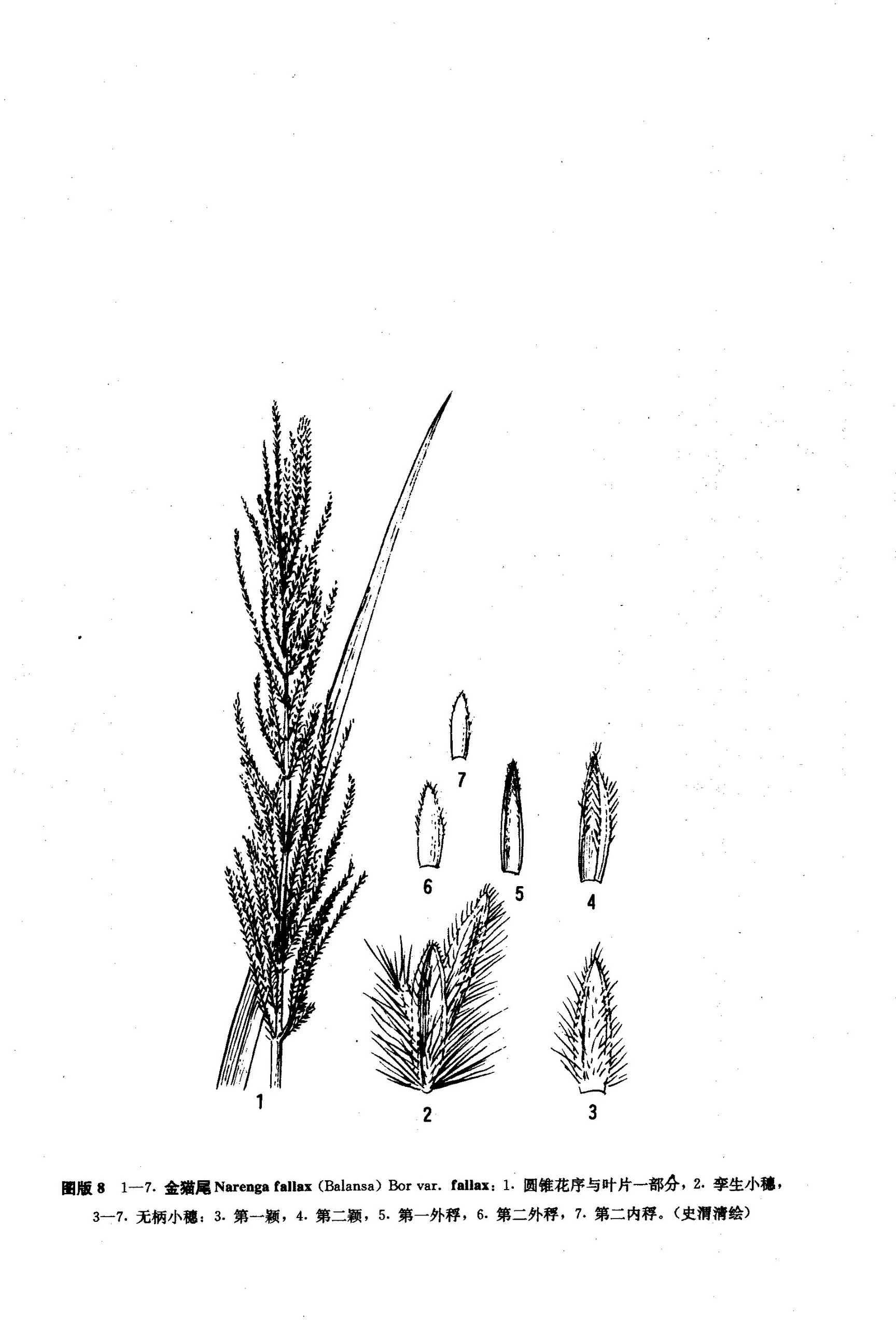  p>金猫尾( a href="#" data-lemmaid="8074290">学名 /a>:narenga