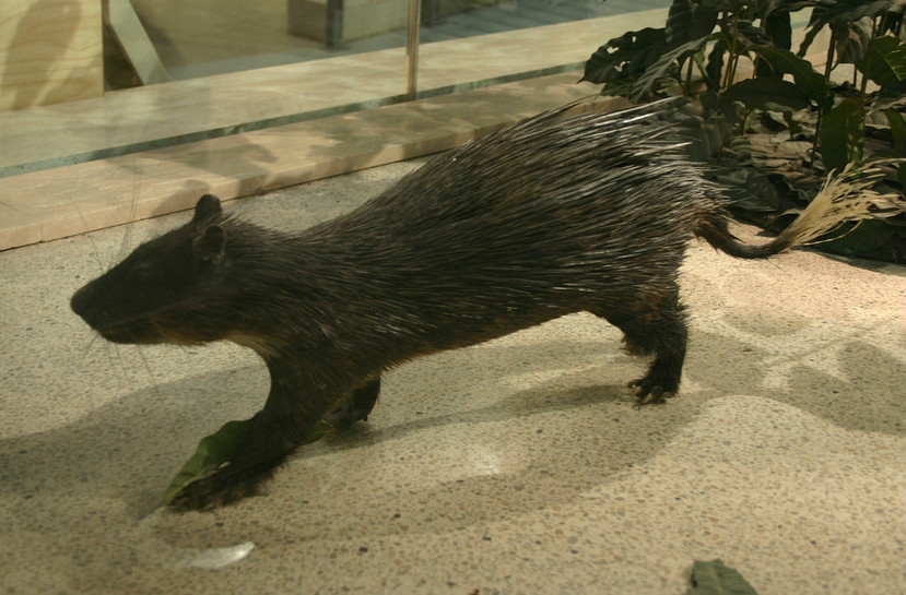  p>非洲帚尾豪猪(学名: i>atherurus africanus /i>):小型 a href="#"