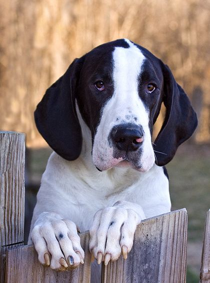  p>普通家犬,也称"家狗",是最常见的犬科 a target="_blank" href="