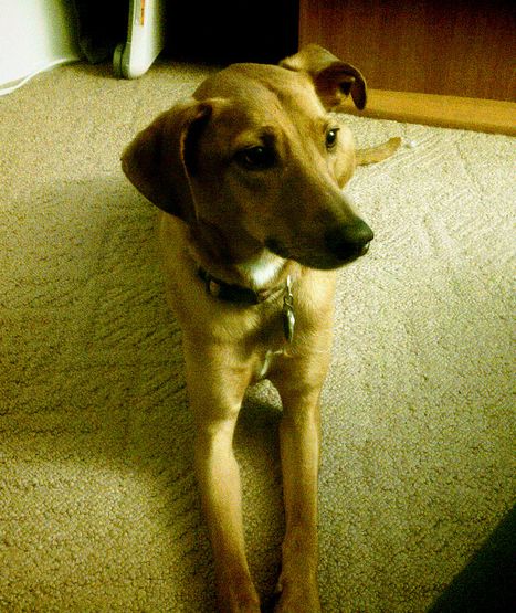  p>普通家犬,也称"家狗",是最常见的犬科 a target="_blank" href="