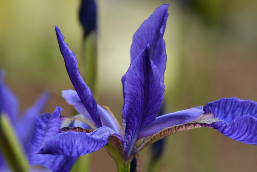  p>北陵鸢尾(学名: i>iris typhifolia /i>  kitag.