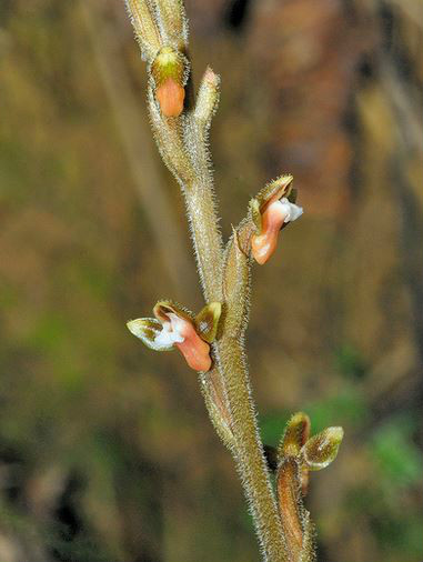 erythrodes blumei (lindl.) schltr.