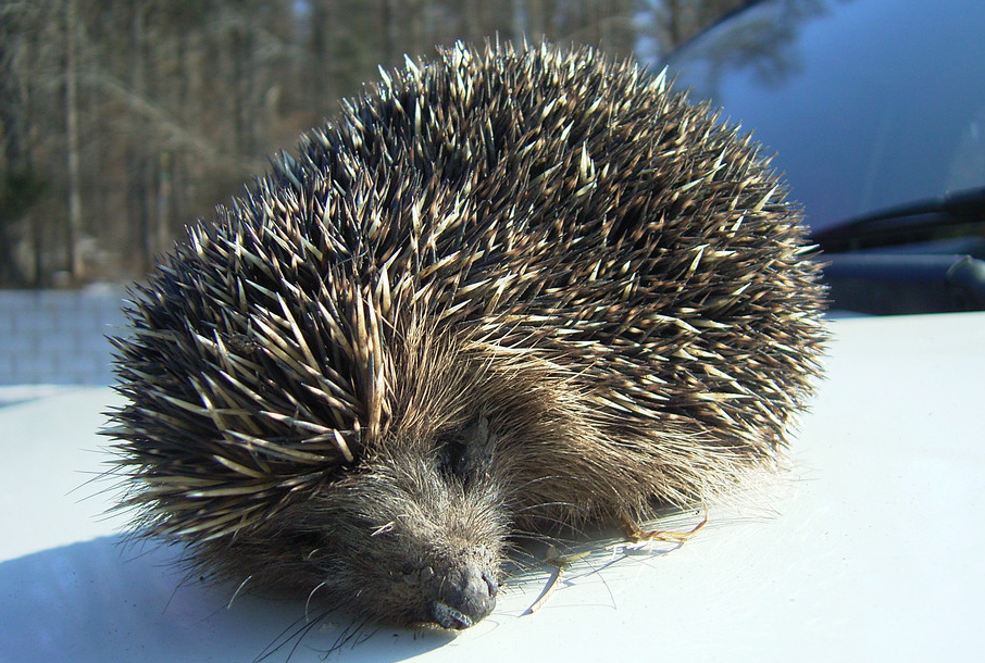  p>刺猬是属于猬亚科(erinaceinae)的一类猬形目哺乳动物的统称,共有5