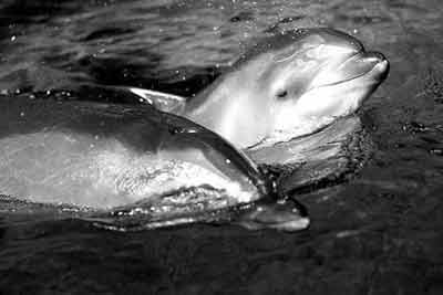 亚马孙河白海豚