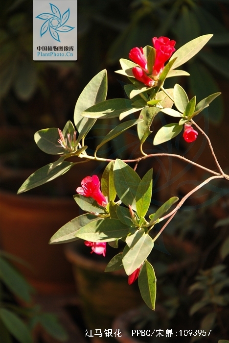  p>红马银花(学名: i>rhododendron vialii /i> delavay et franch.