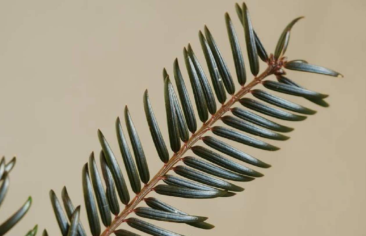  p>云南榧(学名: i>torreya fargesii /i> franch. var.