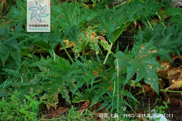  p>鸡爪大黄(学名: i>rheum tanguticum /i> maxim.