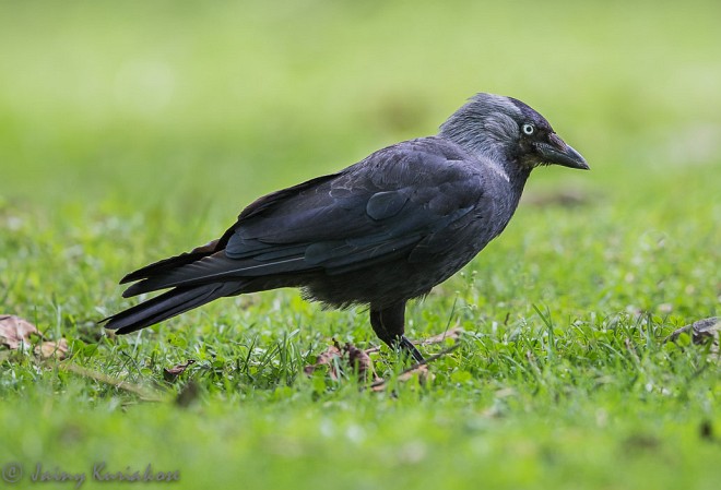 eurasian jackdaw