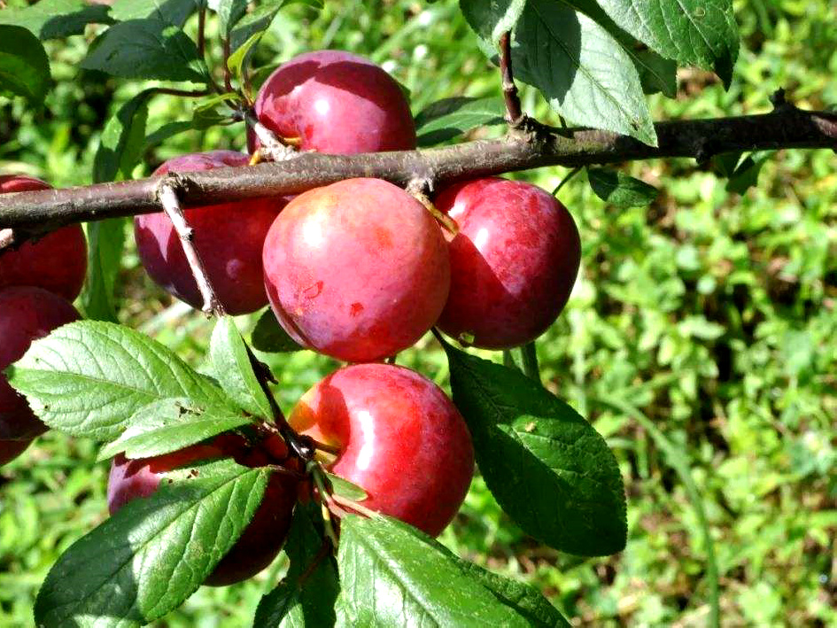  p data-id="gn7483rhv7">霍城樱桃李,新疆维吾尔自治区 a target="