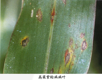 高粱紫轮病