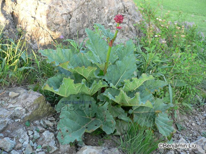  p>华北大黄(拉丁学名: i>rheum franzenbachii /i> munt.