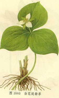 白花延龄草