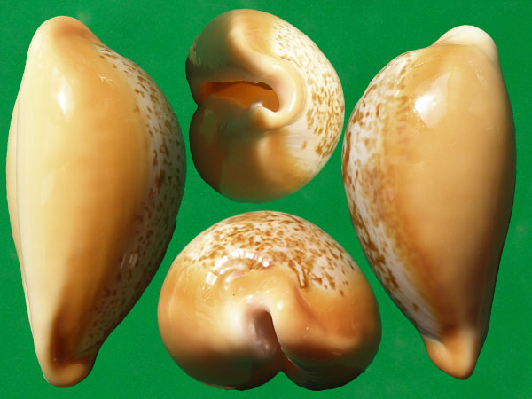  p>兰福宝螺(学名:austrasiatica langfordi langfo