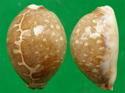  p>地图宝螺(学名:leporicypraea mappa mappa)是腹足纲宝螺科的 a