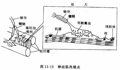 神经肌肉接头