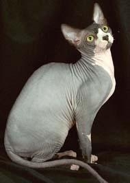  p>加拿大无毛猫(canadian hairless)亦称斯芬克斯猫,是加拿大 a href