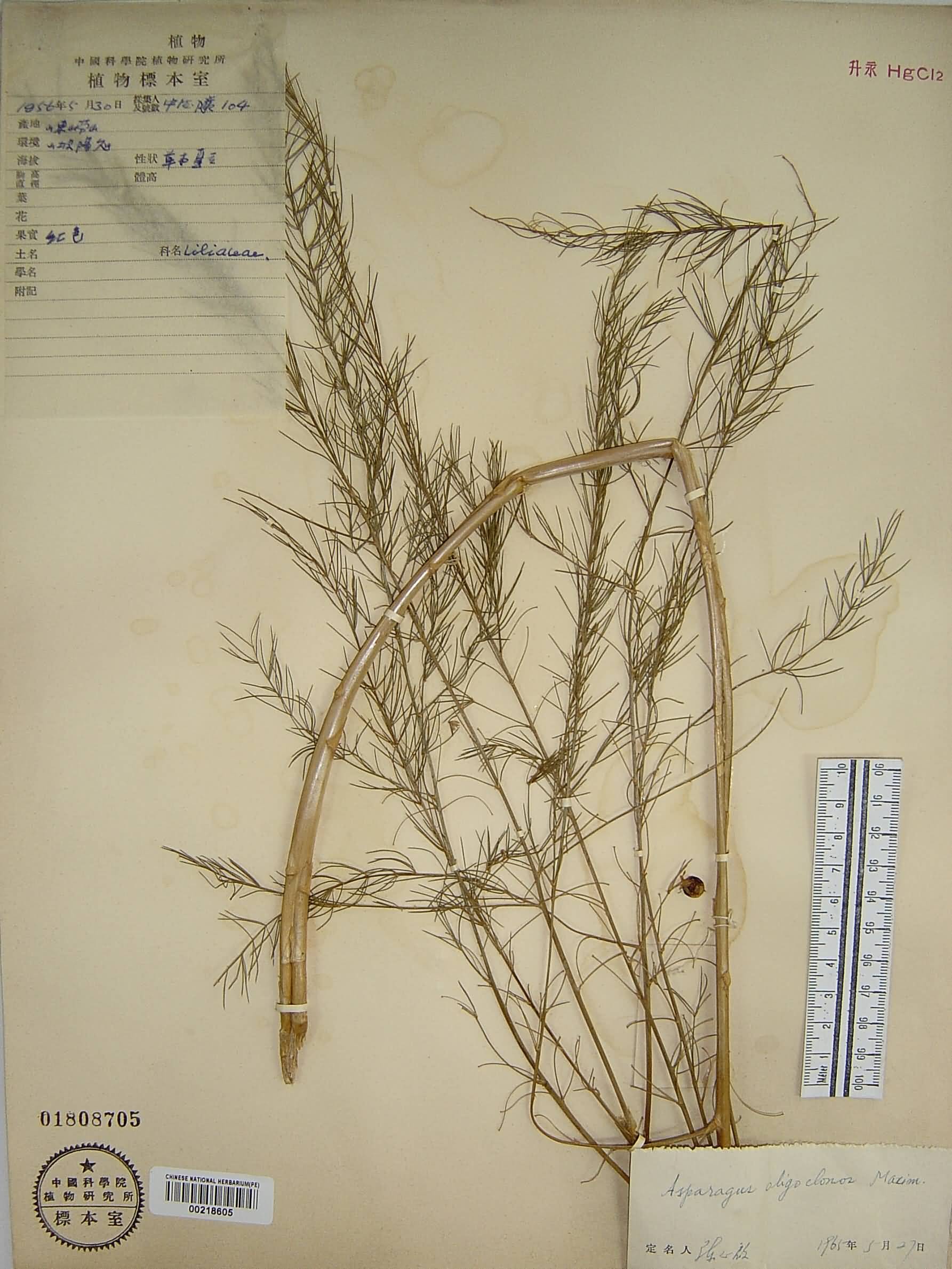  p> b>南玉带 /b>是 a href="#" data-lemmaid="6632464">天门冬科 /a