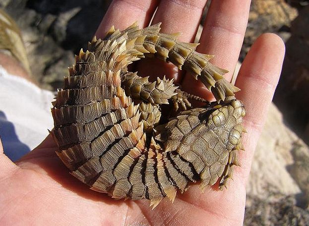 armadillo spiny-tailed lizard