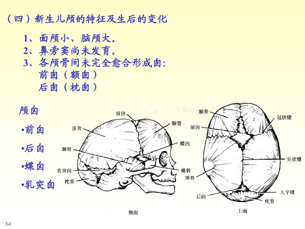 由脑颅骨与面颅骨组成.