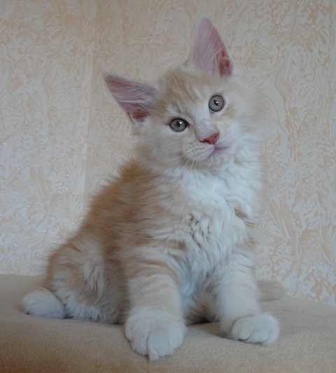  p>缅因猫因原产于 a href="#" data-lemmaid="125486">美国 /a> a