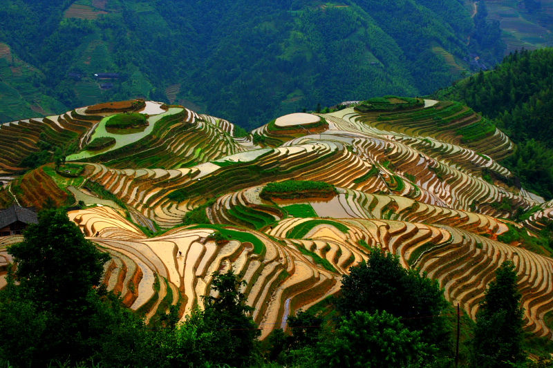 龙脊梯田