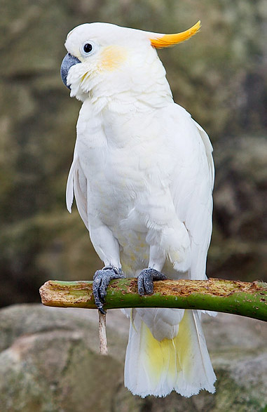  p>橘冠凤头鹦鹉(学名: i>cacatua sulphurea citrinocristata /i>)是