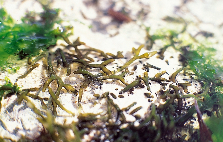  p>缢江蓠(学名:gracilaria salicornia)是江蓠科江蓠属的一种藻类.