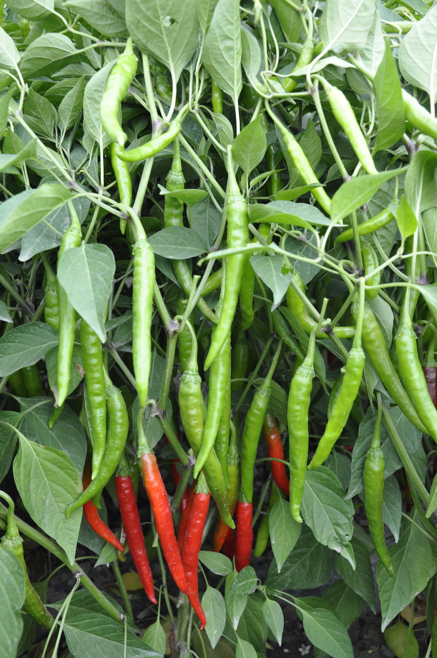  p>辣椒的一种,辣度高出普通品种数十倍.