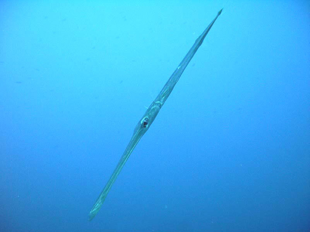  p>刺鱼目, i>gasterosteiformes /i>, a href="#" data-lemmaid="