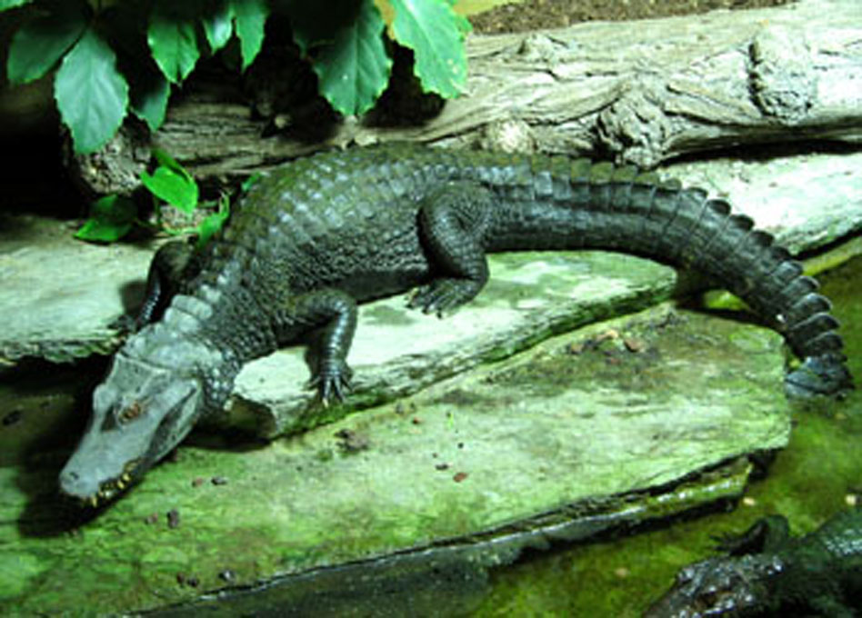 代表种如密河鳄,分布于美国东南部,全长可达5米,体色为黑色,幼鳄间有