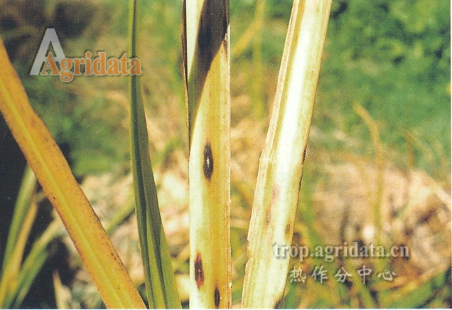 茭白瘟病