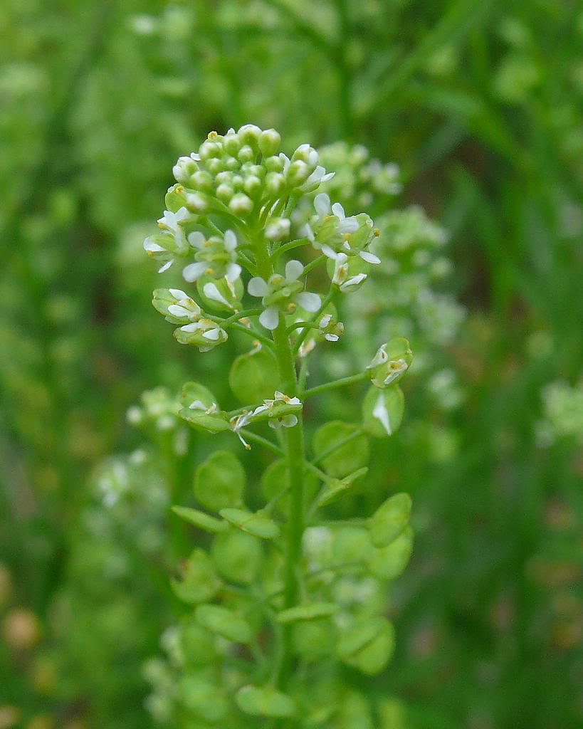 花科 /a> a href="#" data-lemmaid="2623972">独行菜属 /a>的植物