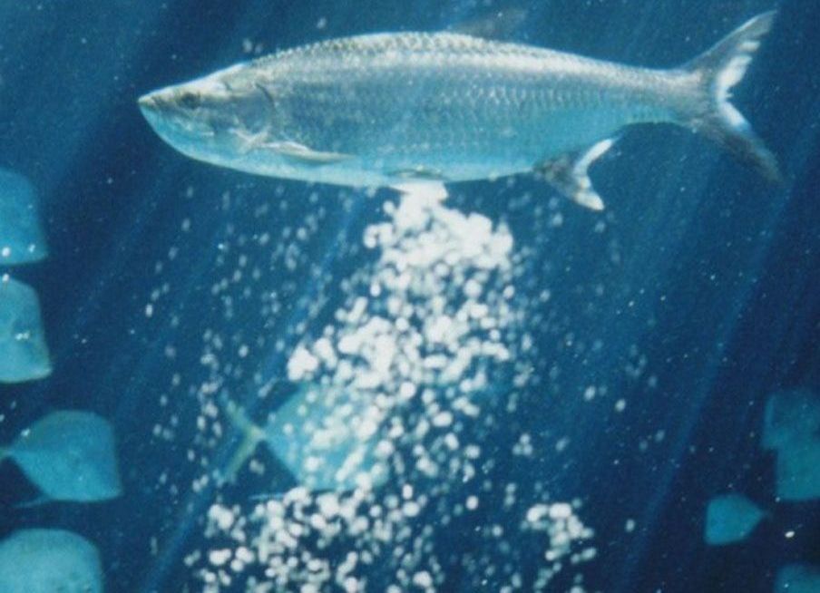  p>卤虫(brine shrimp)也称盐水 a>丰年虫 /a>.