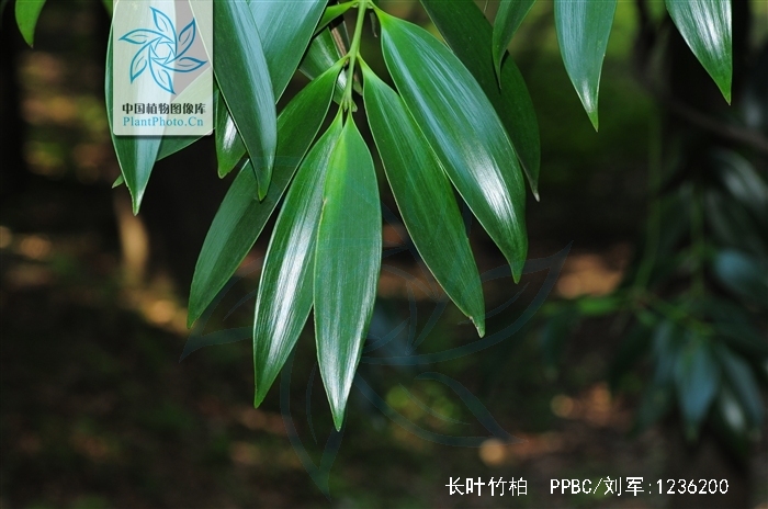  p>长叶竹柏(学名: i>nageia fleuryi /i> (hickel) de laubenfels)是