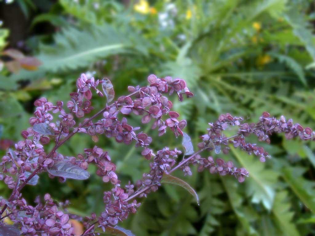 bouteloua gracilis (h. b. k.) lag.. ex steud