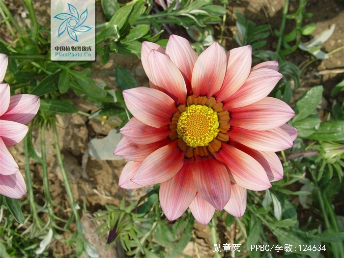  p>勋章菊(学名: i>gazania rigens /i> moench)是菊科,勋章菊属