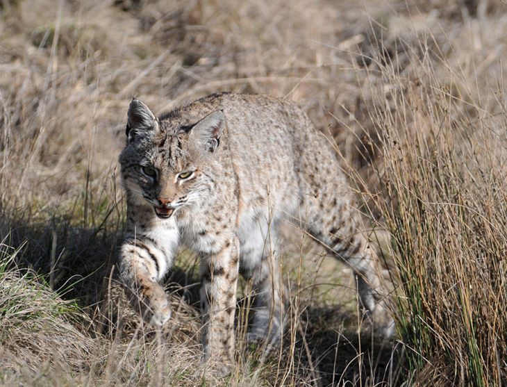  p>短尾猫 a href="#">加利福尼亚 /a>亚种(学名: i>lynx rufus