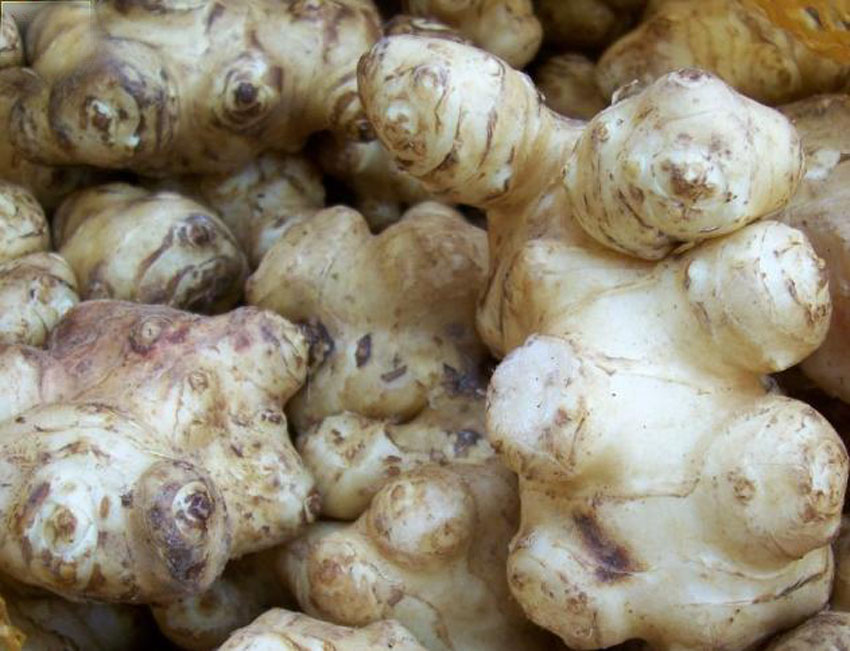  p data-id="gnwiifjqb1">姜不辣,植物名,属 a target="_blank" href=