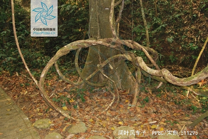  p>阔叶风车子( i>combretum latifolium bl.