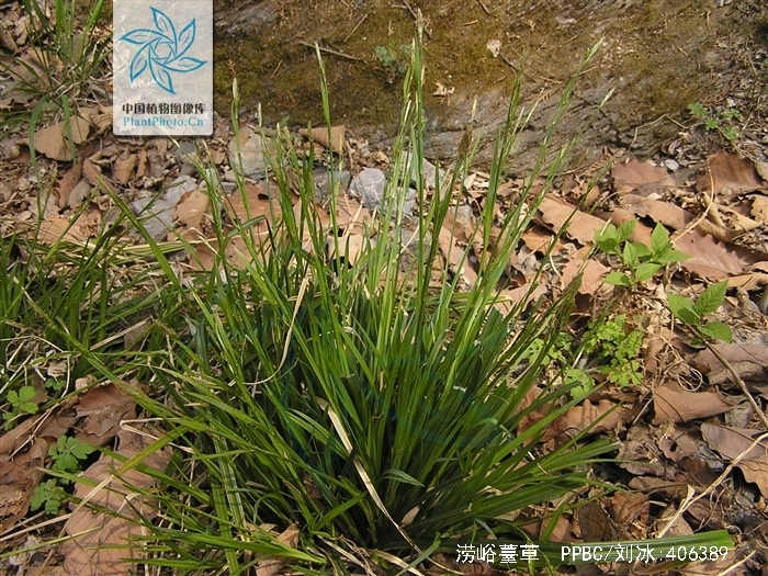  p>涝峪薹草(学名: i>carex giraldiana /i> kukenth.